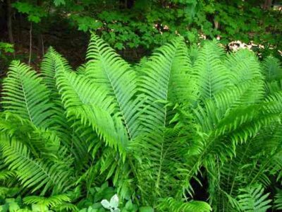 Boiled Fern Stems Recipe Image